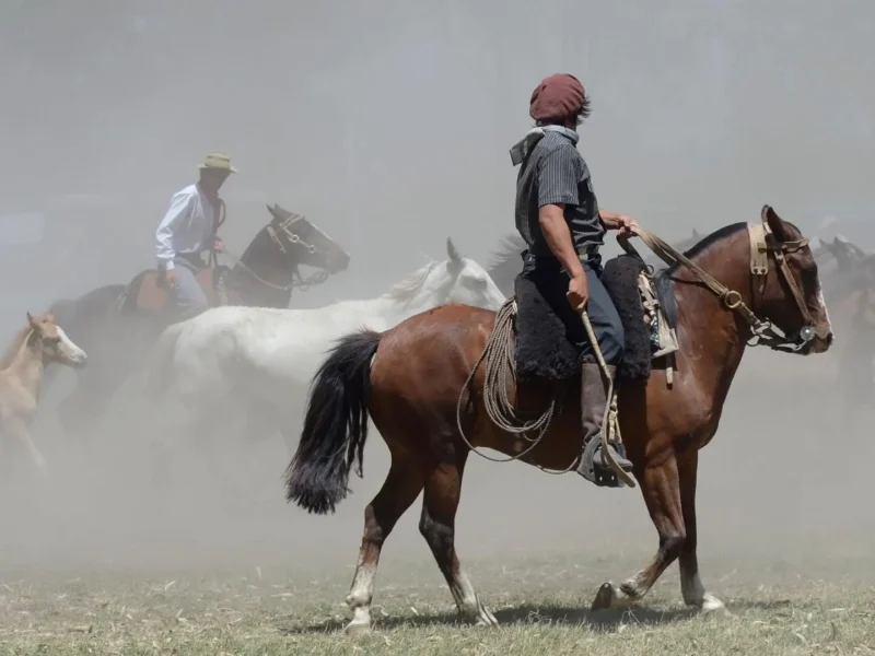 The Argentine Gaucho