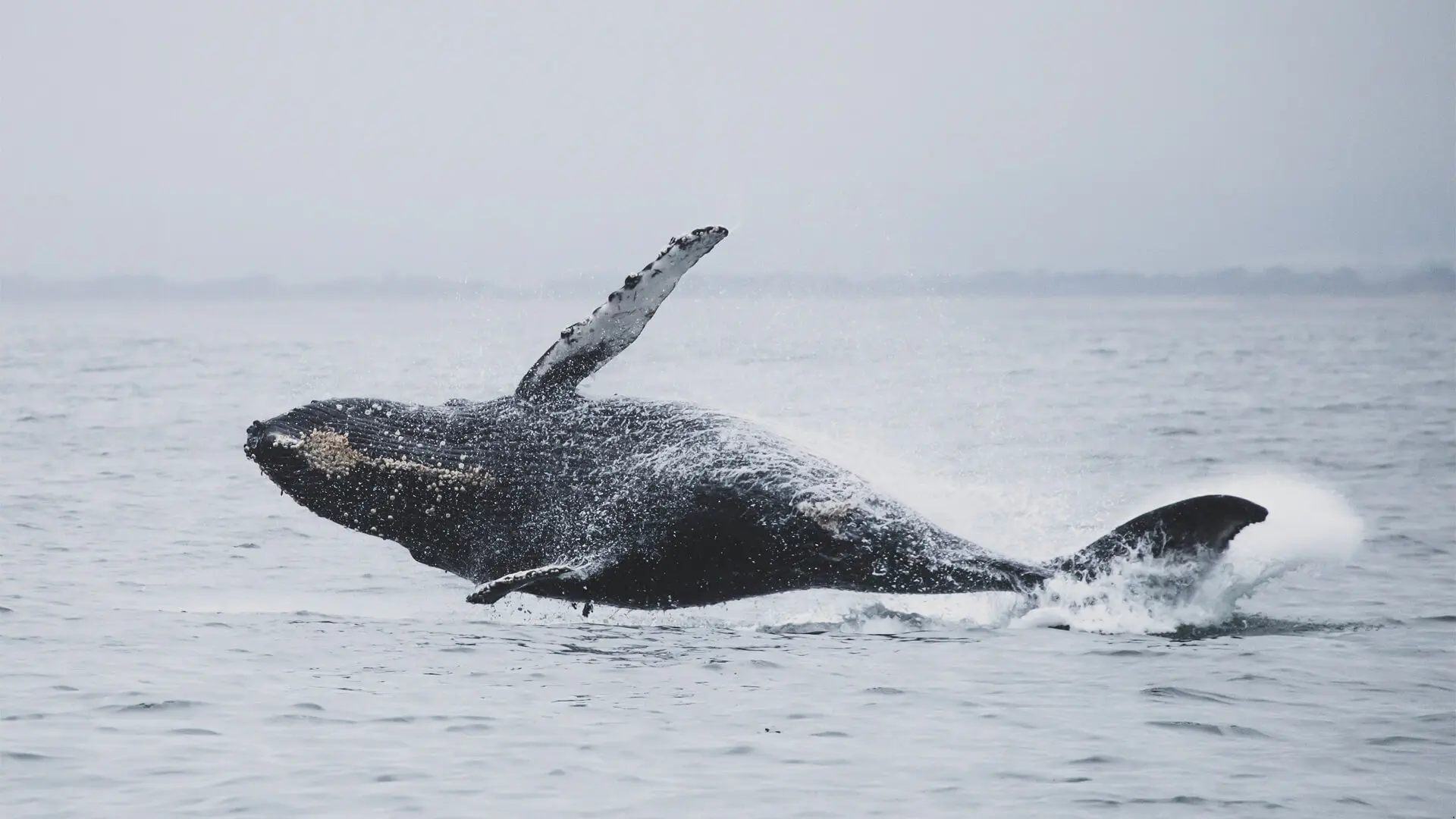 Ballena jorobada en la Patagonia