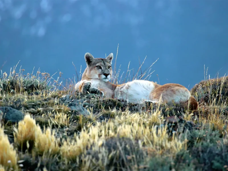 Le puma ou lion des montagnes est le seigneur de la steppe patagonienne